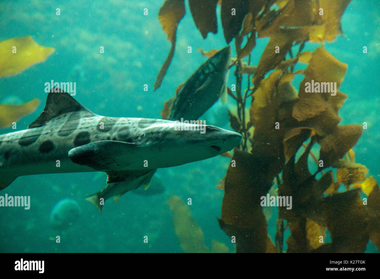 Leopard shark Triakis semifasciata ist eine Pflanzenart aus der Gattung der Teppich Hai und ist im gesamten tropischen Indopazifik gefunden. Stockfoto
