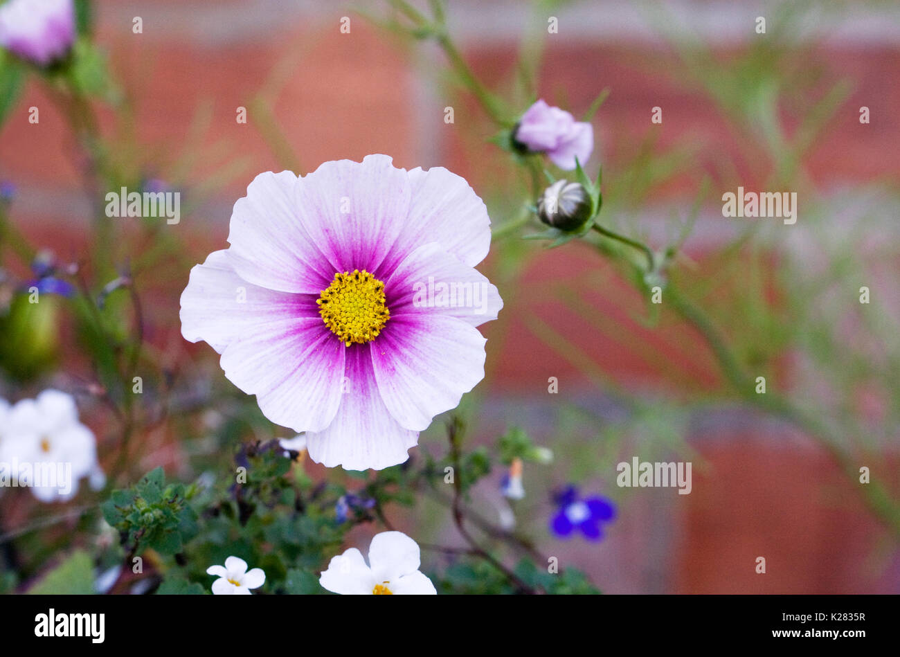 Blumen Schmuckkörbchen 'Daydream' gegen eine Rote Wand. Stockfoto