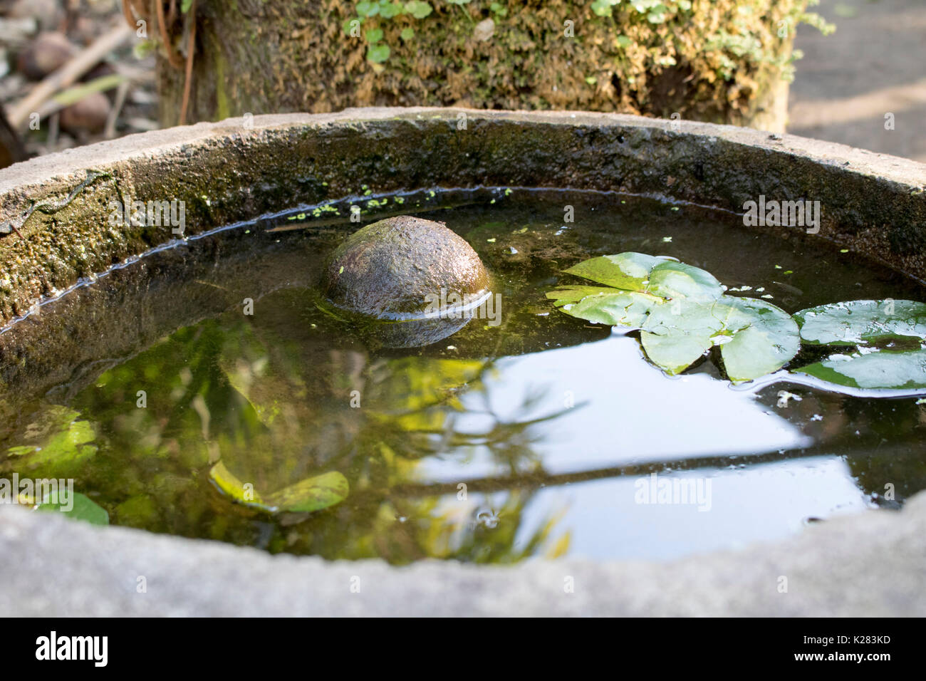 Wasser Schüssel mit einer Kokosnuss innen Stockfoto