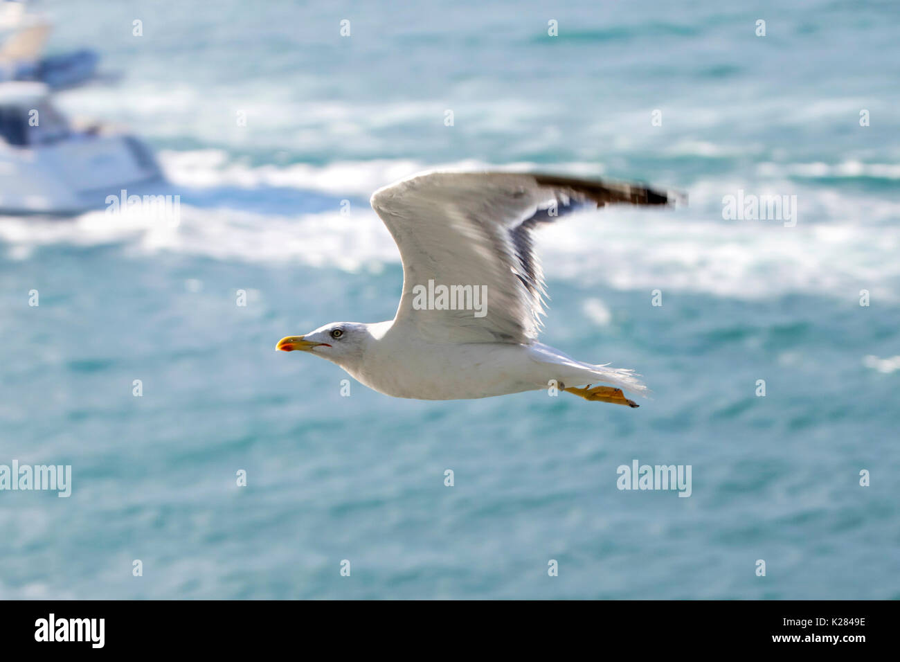 Möwe (audouin's Möwe) fliegen hoch über dem Mittelmeer in der Nähe von Palma de Mallorca, Spanien, Westeuropa im Sommer Stockfoto