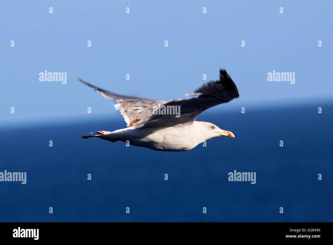 Möwe (audouin's Möwe) fliegen hoch über dem Mittelmeer in der Nähe von Palma de Mallorca, Spanien, Westeuropa im Sommer Stockfoto