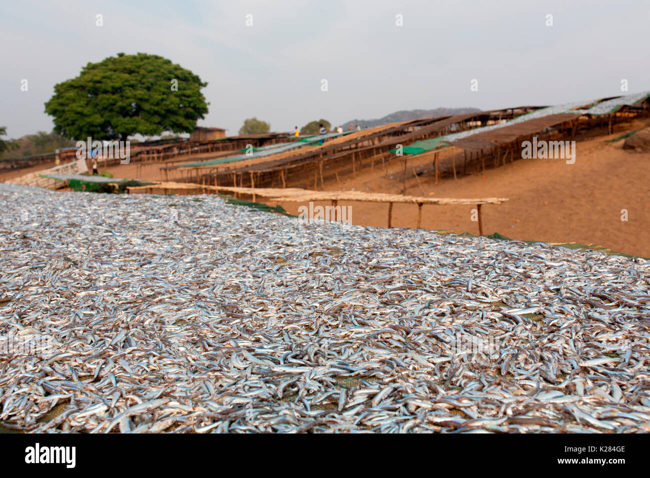 Afrika, Malawi, Salima-Revier. Fischmarkt am Malawi-See Stockfoto