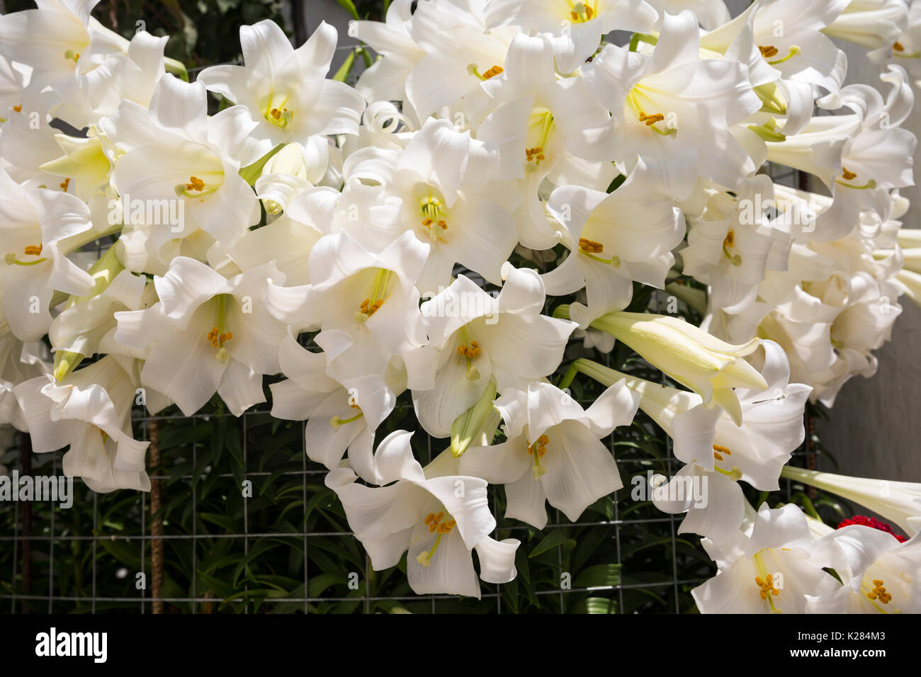 Weiße Madonna Lilien (Lilium Candidum) zusammengefasst. Stockfoto