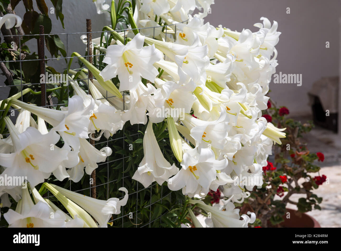 Weiße Madonna Lilien (Lilium Candidum) zusammengefasst. Stockfoto