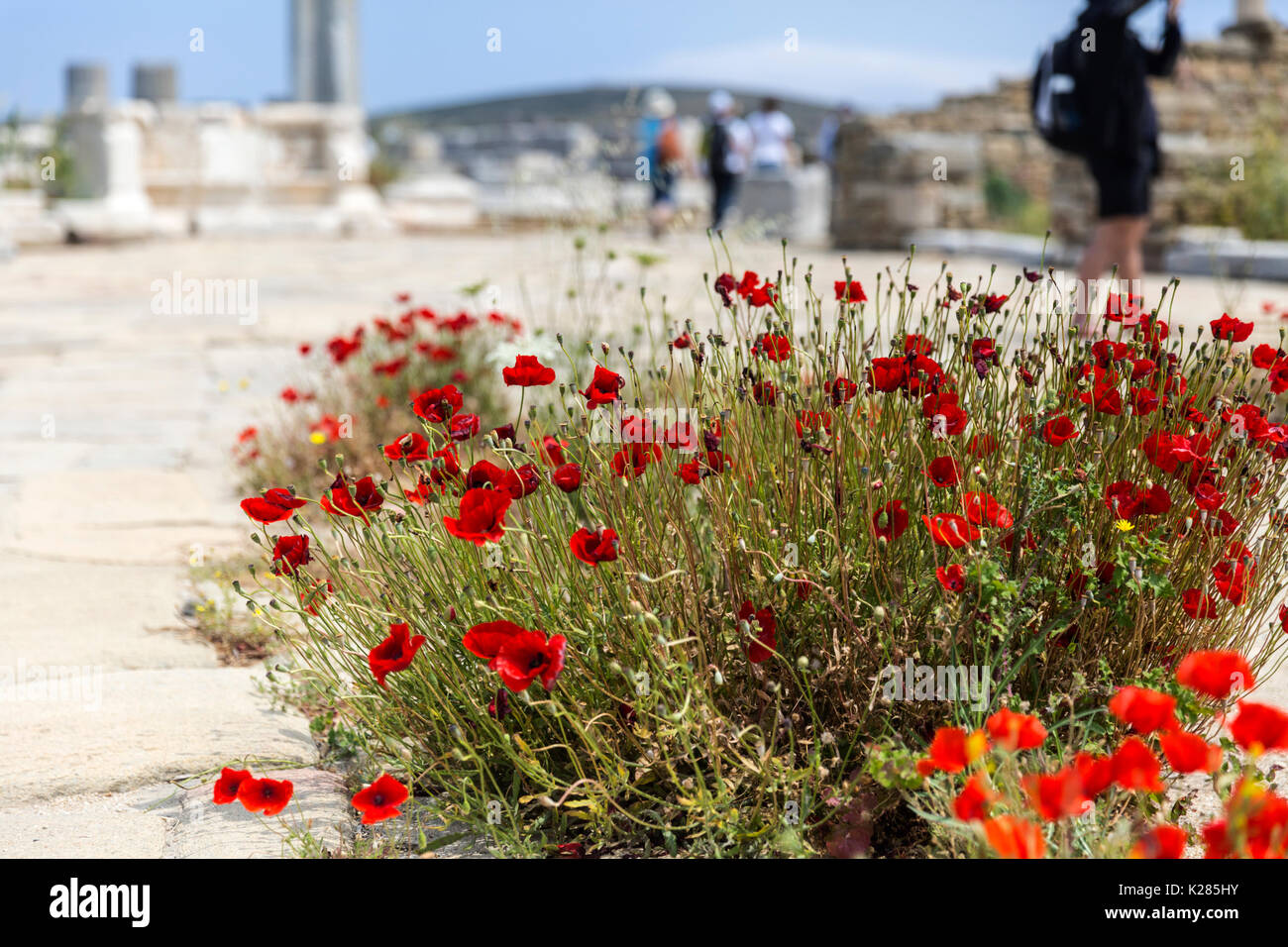 Flache Fokus Bild des wilden roten Mohnblumen, zwischen den Ruinen, Delos, Griechenland wächst. Stockfoto