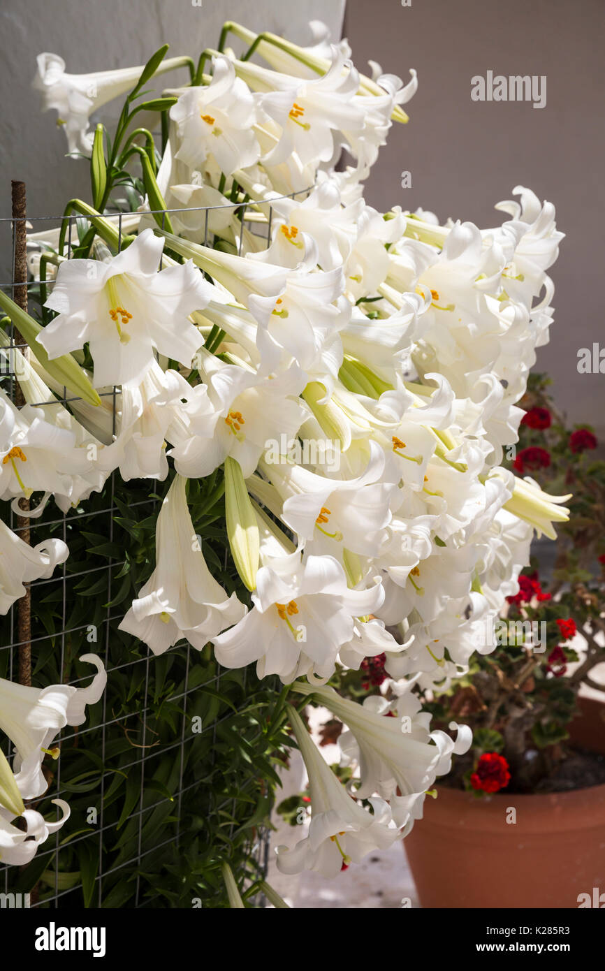 Weiße Madonna Lilien (Lilium Candidum) zusammengefasst. Stockfoto