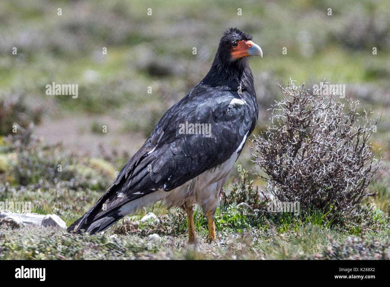 Berg karakara Phalcoboenus Imata Caylloma megalopterus auf 4500m Stockfoto