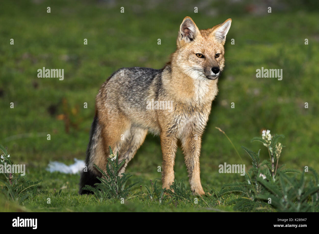 Männliche Andean Fox Lake Titicaca Peru bei Dämmerung Stockfoto