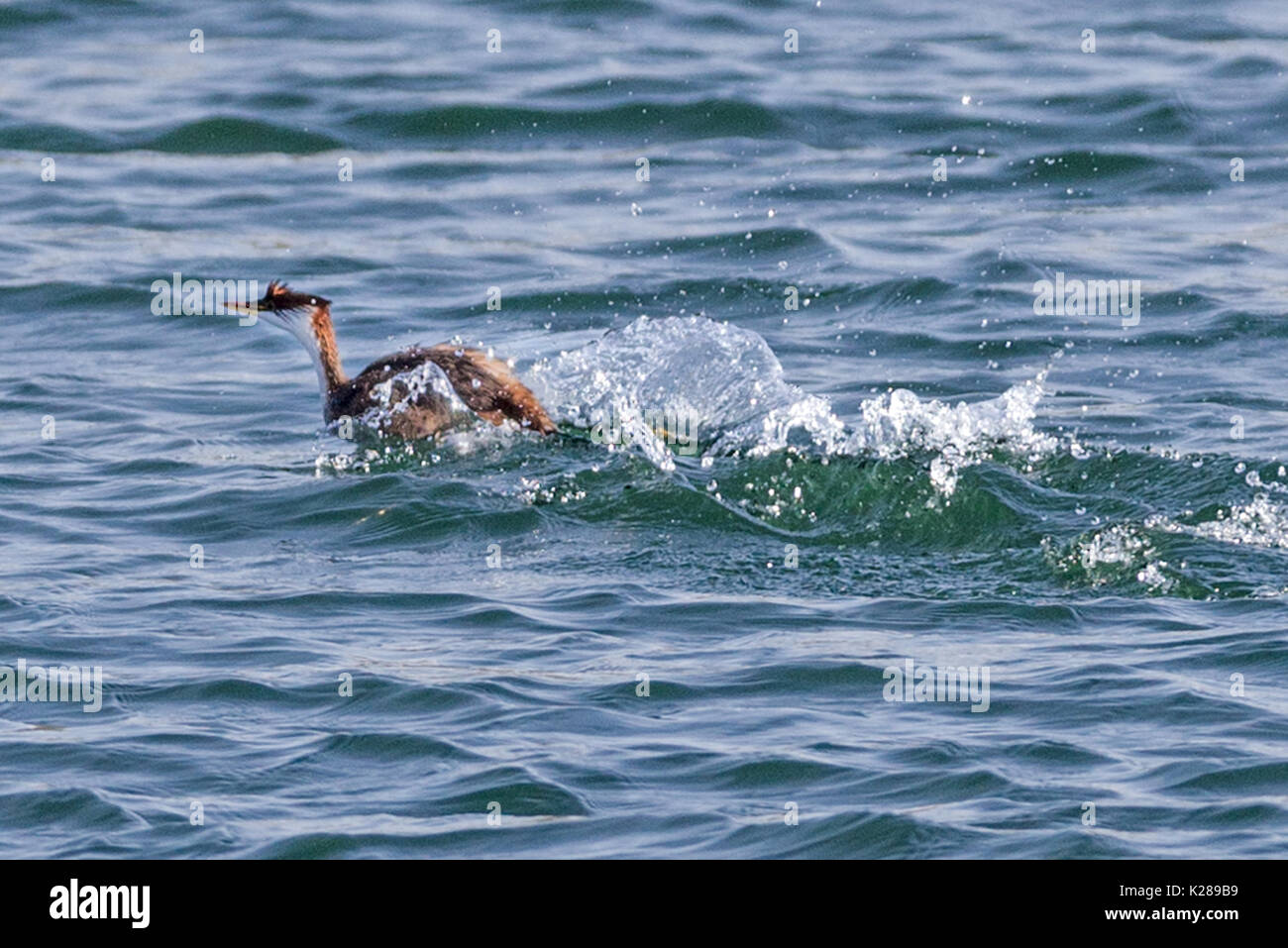 Titicaca flugunfähige grebe (Rollandia microptera), aka die Kurzen - winged grebe Flucht Titicacasee Peru Stockfoto