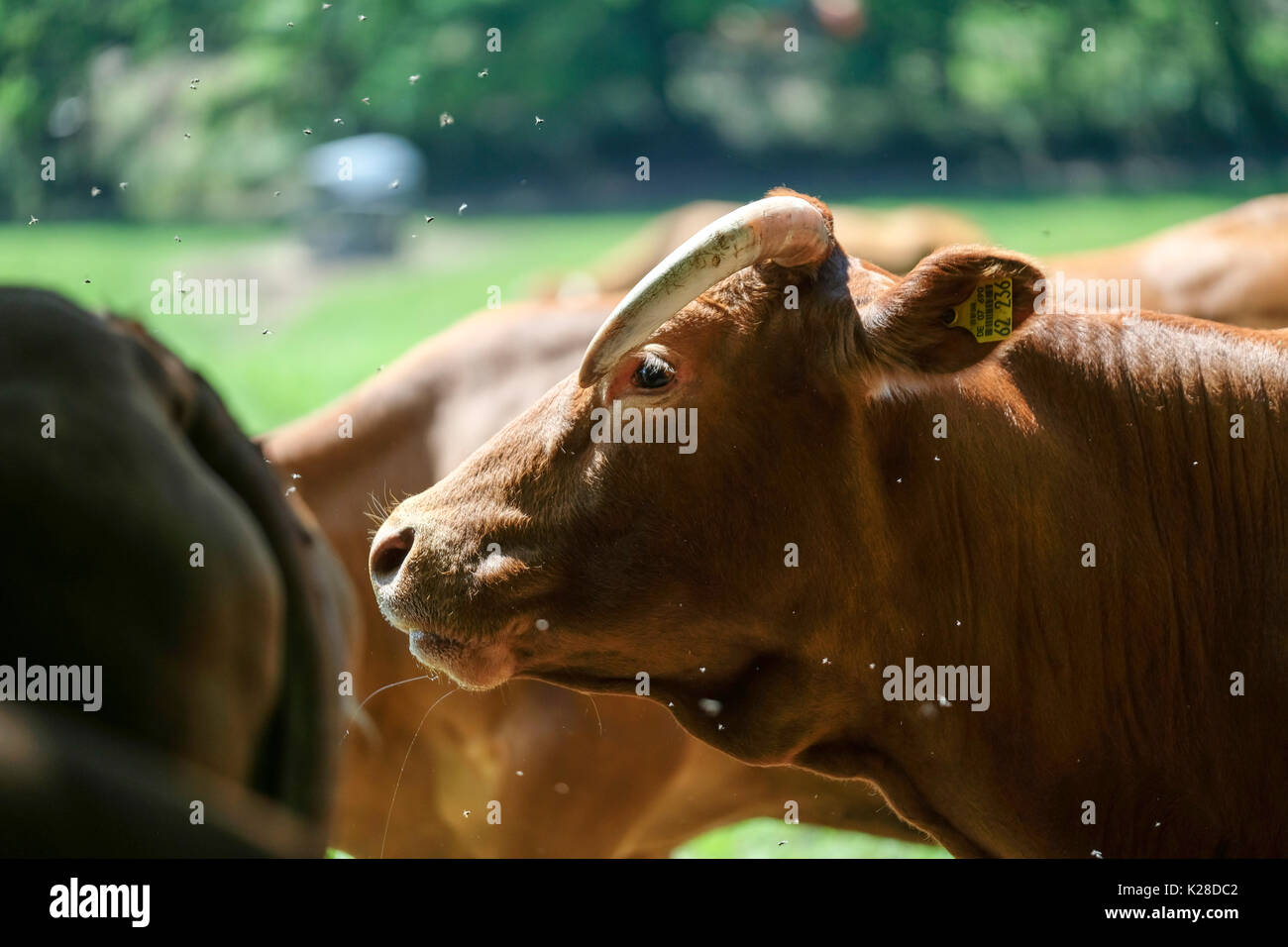 Mutterkühe und Kälber auf der Weide an einem sonnigen Sommertag Stockfoto