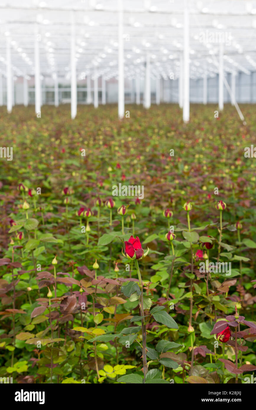 MOERKAPELLE, Westland, Niederlande - Juni 5, 2017: Ein Feld von roten Rosen  wachsen in einem großen modernen Gewächshaus Stockfotografie - Alamy