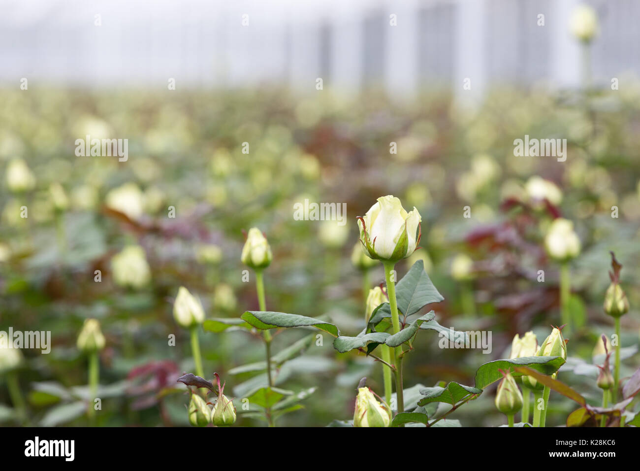 MOERKAPELLE, Westland, Niederlande - Juni 5, 2017: Weiße Rosen wachsen in einem großen Feld in einem modernen Gewächshaus. Stockfoto