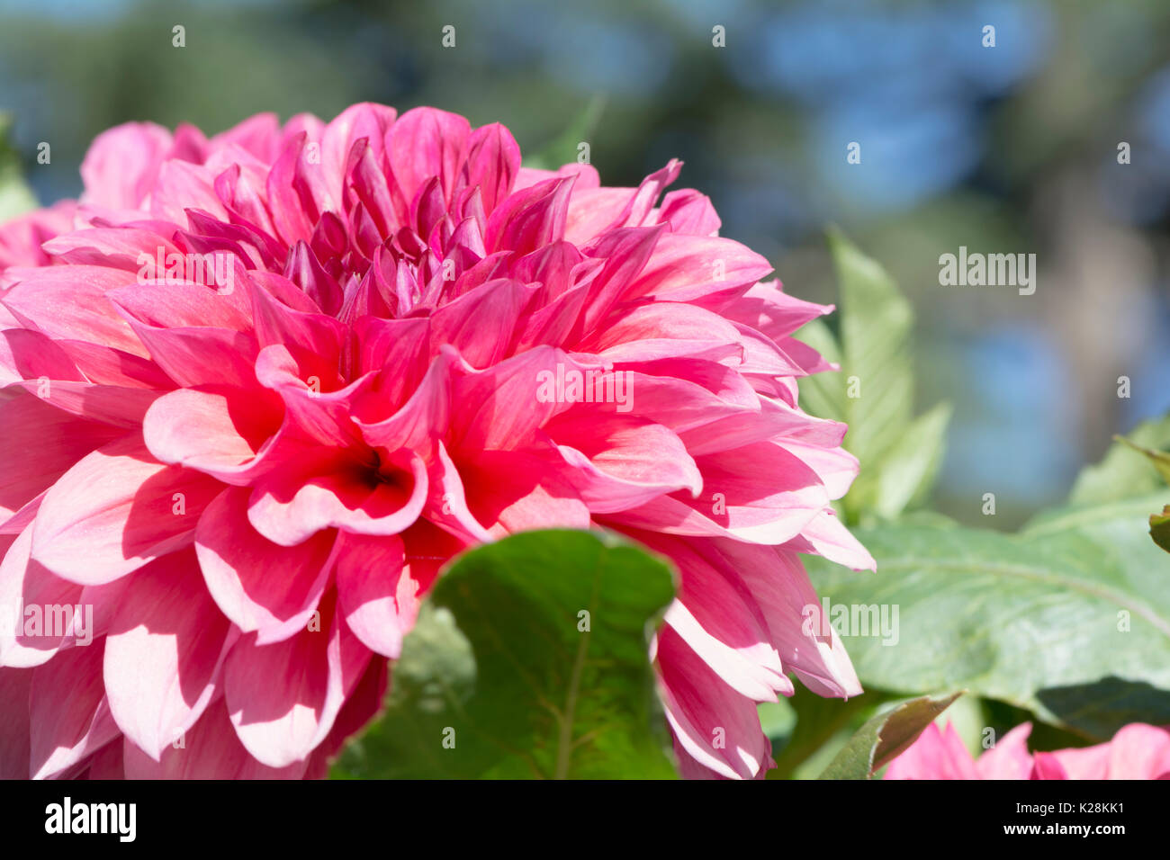 Die hellrot Kim valentine Dahlien teilweise in Sicht mit flachen konzentrieren sich nur auf das Zentrum der Blüte und alles andere weiche oder verschwommen. Stockfoto