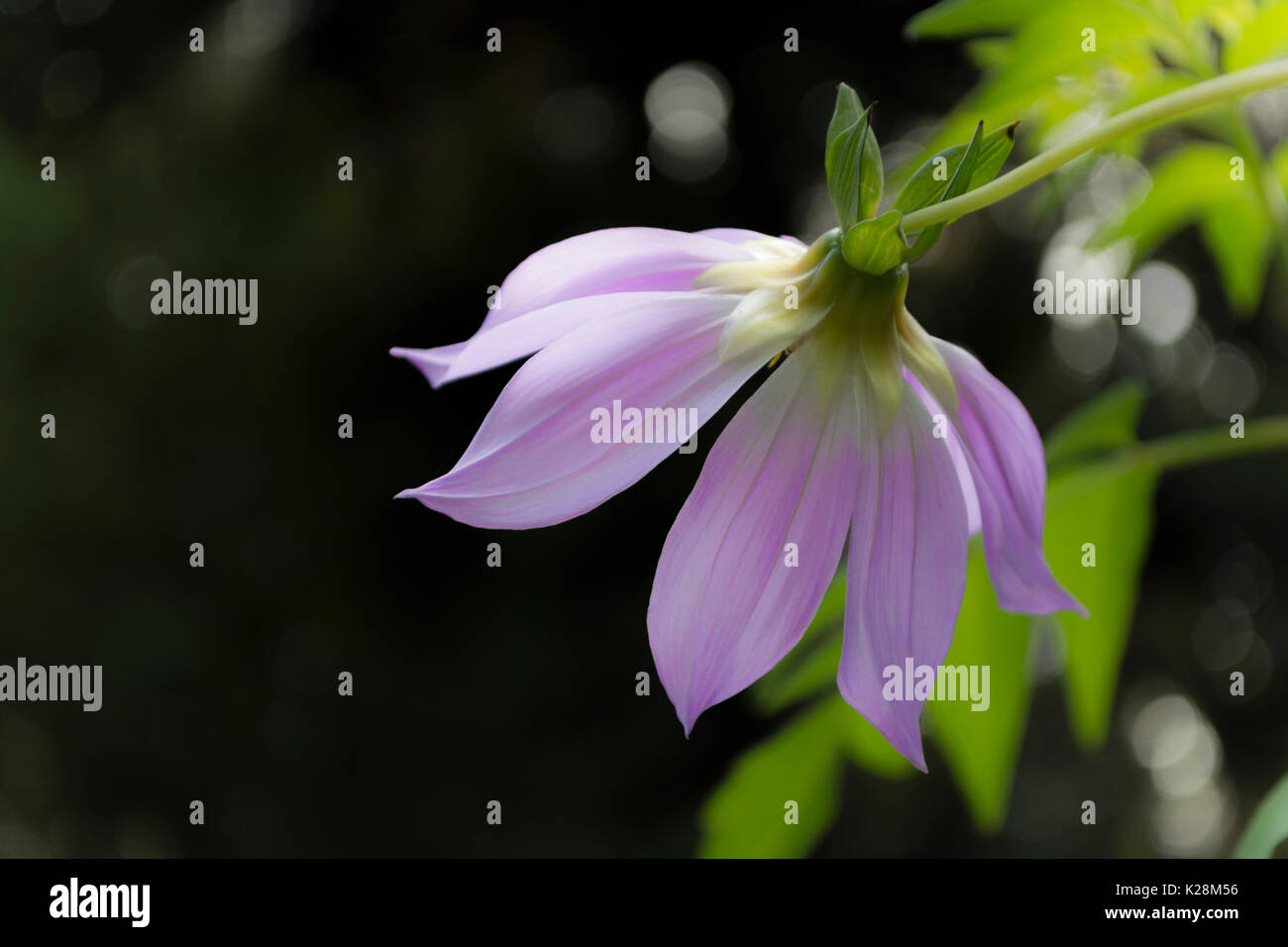 Lila dalhia imperialis gesehen von hinten mit einer natürlichen, aber dunklen Hintergrund. Stockfoto