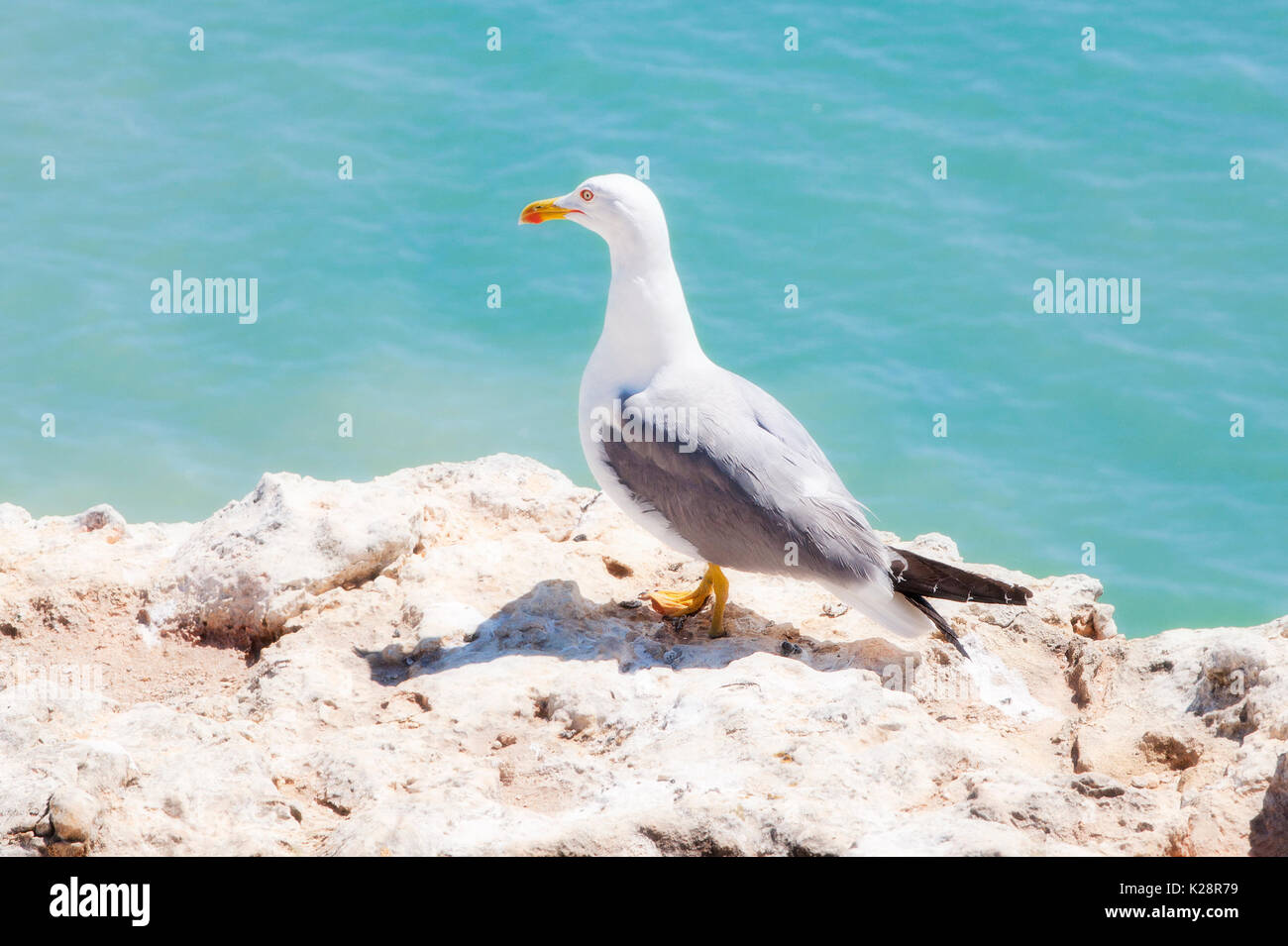 Seagul ruht auf einem Stein Stockfoto