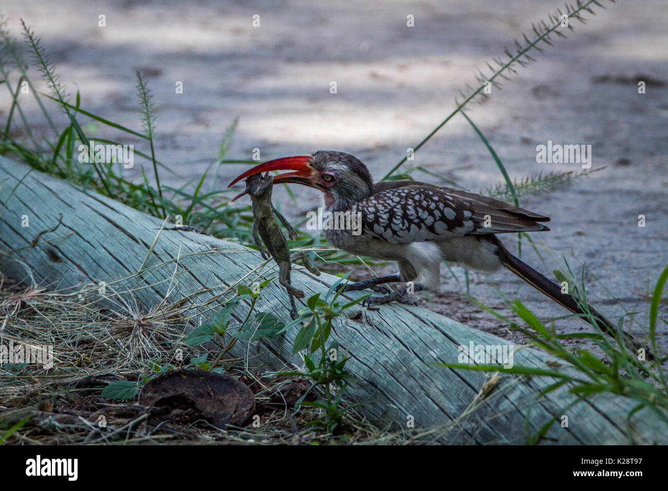 Red-billed hornbill Essen ein Frosch in den Chobe National Park, Botswana. Stockfoto