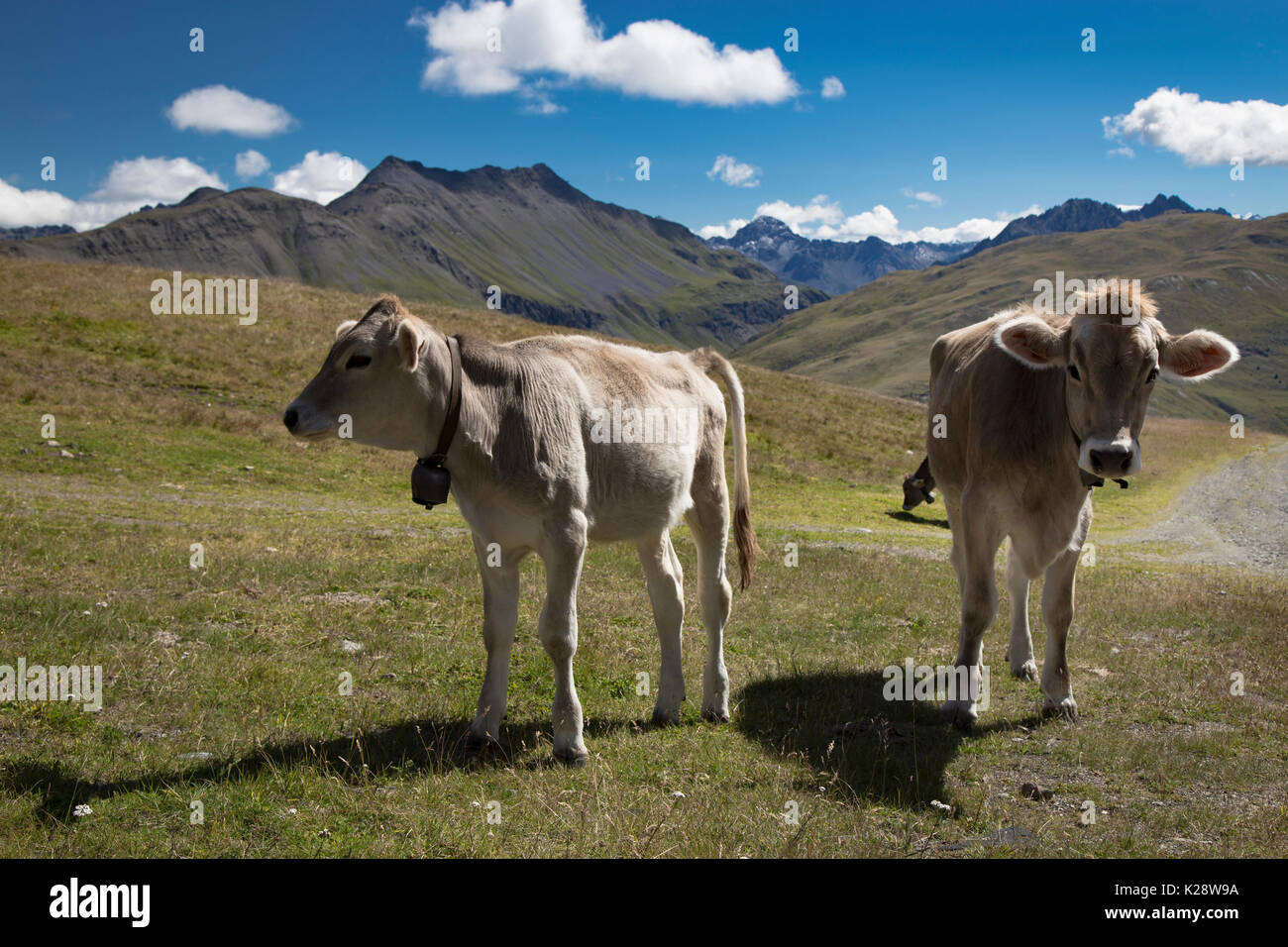 Zwei Kühe auf Bergwiese an einem sonnigen Tag Stockfoto