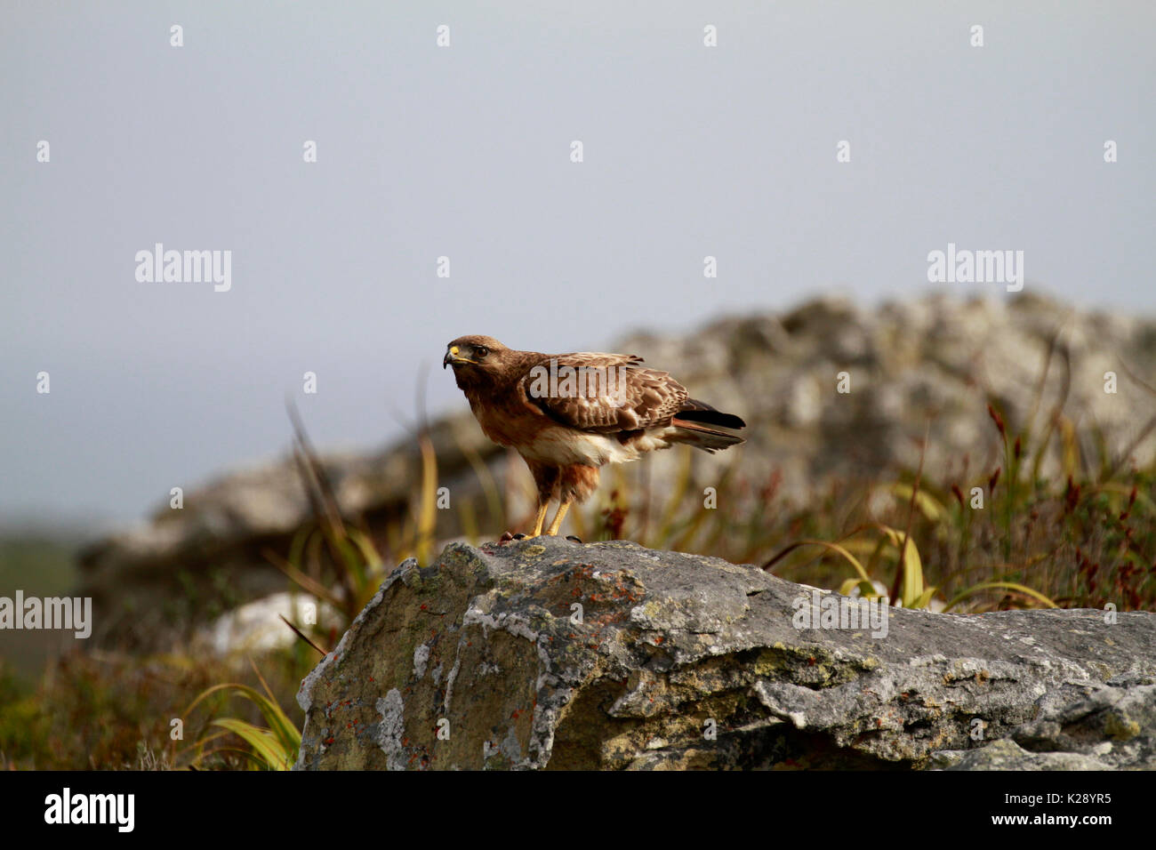 Eine Steppe Mäusebussard (Buteo vulpinus) am Kap der guten Hoffnung Natur finden, Kapstadt, Südafrika. Stockfoto