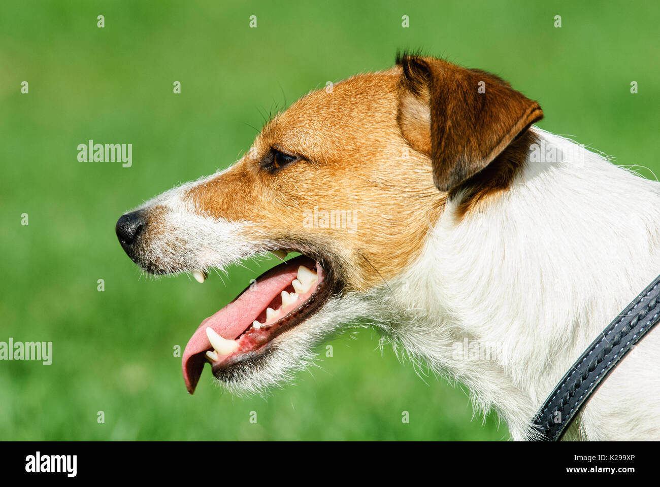 Profil Portrait von Jack Russell Terrier Hund Stockfoto