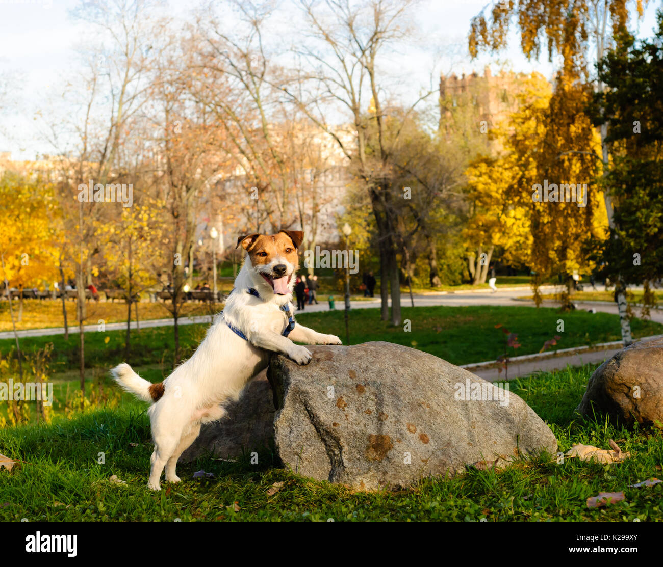 Hund stellt im Herbst Park am sonnigen warmen Tag Stockfoto