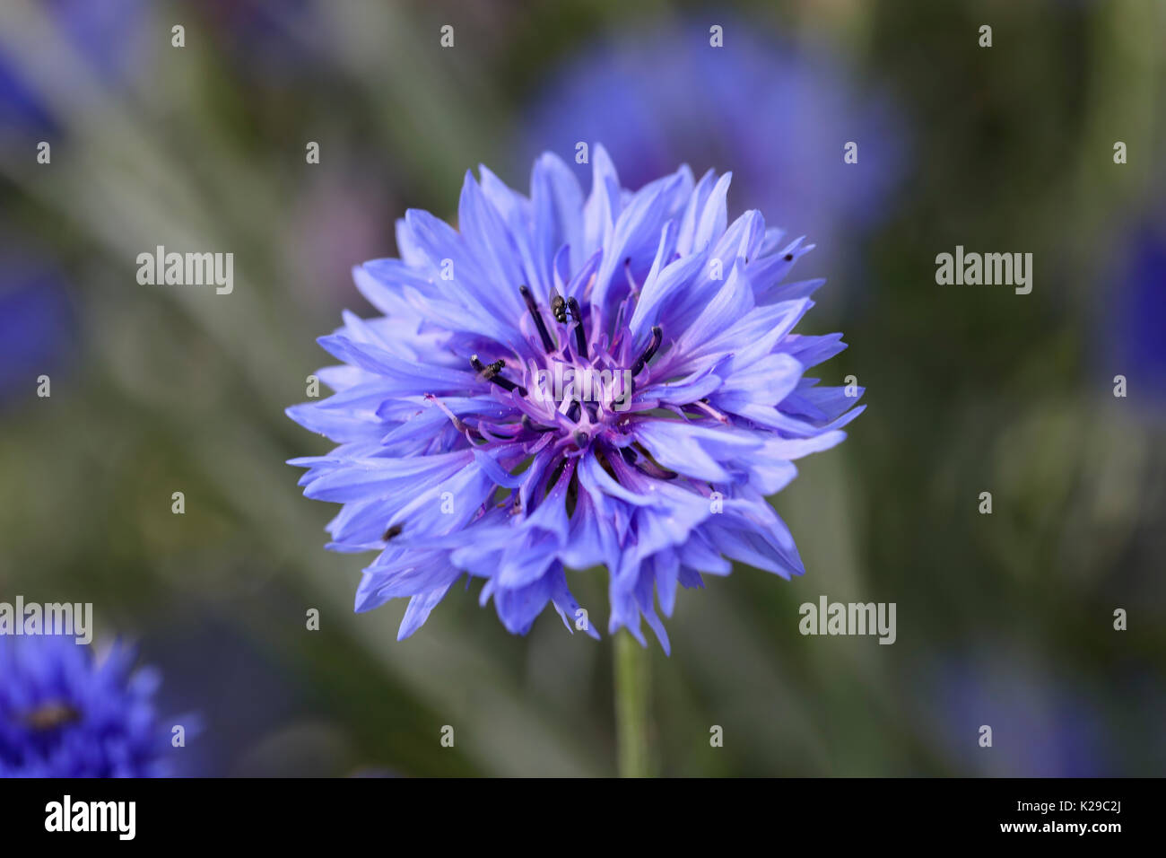 Nahaufnahme der Cornflower 'Blue Boy' Blüte in einem englischen Garten, England, Großbritannien Stockfoto