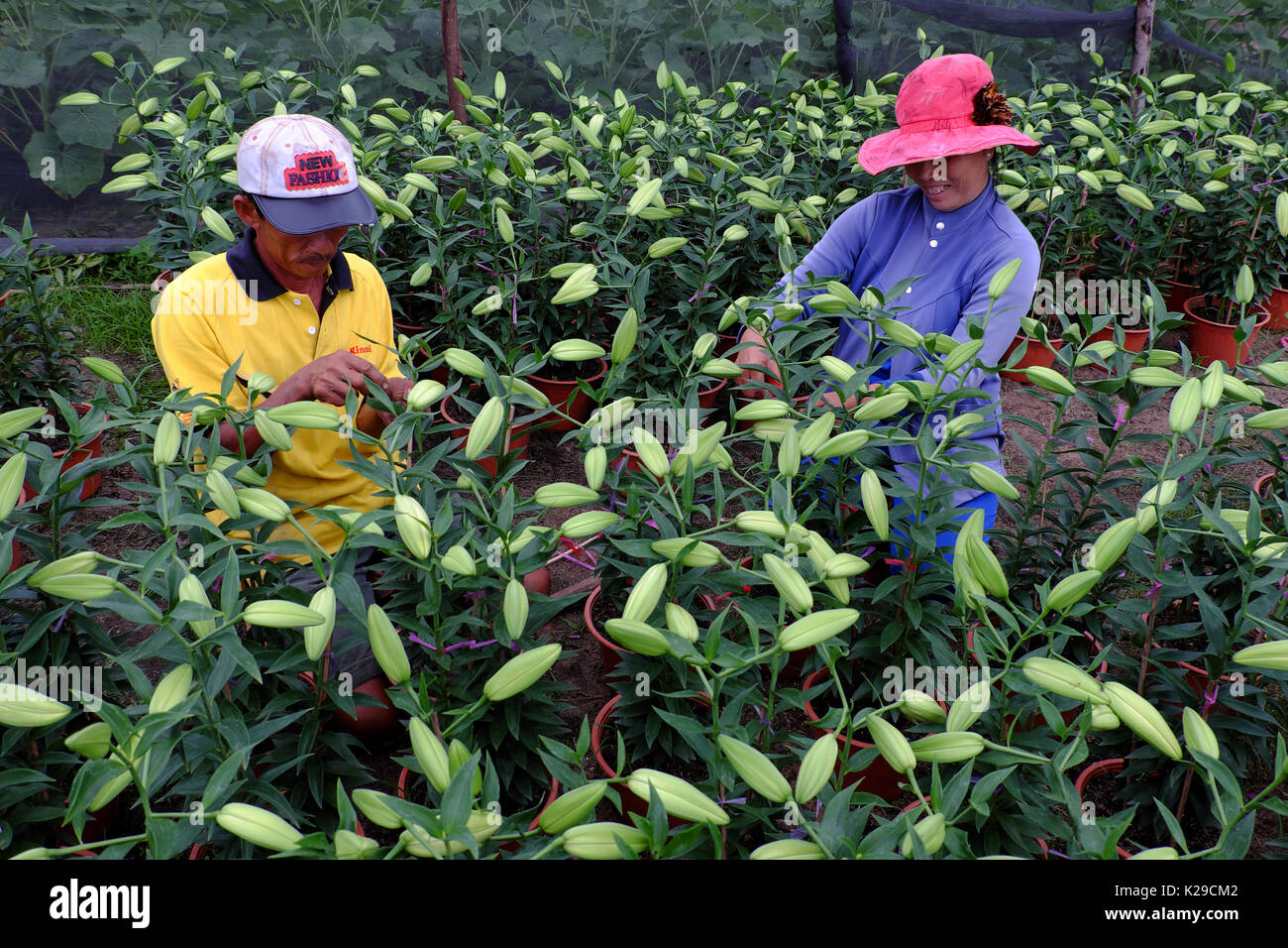 Binh Thuan, Viet Nam, asiatische Bauern auf Lily Garden am Abend, Mann und Frau arbeiten sitzen Blütenknospe für Frühjahr Erntegut auf die Landwirtschaft zu kümmern Stockfoto