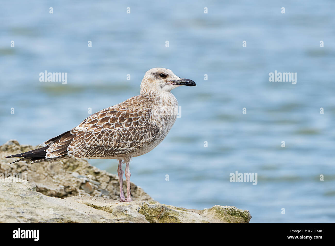 Ziemlich Sturmmöwe, stehend auf einem Rock gegen das blaue Meer Stockfoto