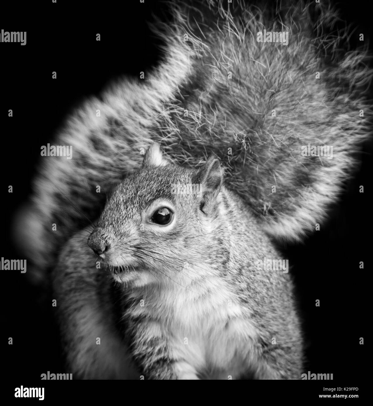 Nahaufnahme von einem grauen Eichhörnchen, oder American Grey squirrel, Sciurus carolinensis, eine niedliche Nagetier, die von einer gemeinsamen Garten Schädlingsbekämpfung in England, Großbritannien Stockfoto