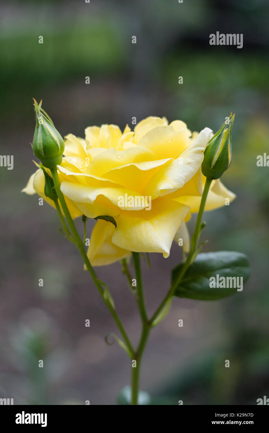 Gelbe Rose mit Knospen Sommer Garten Stockfoto