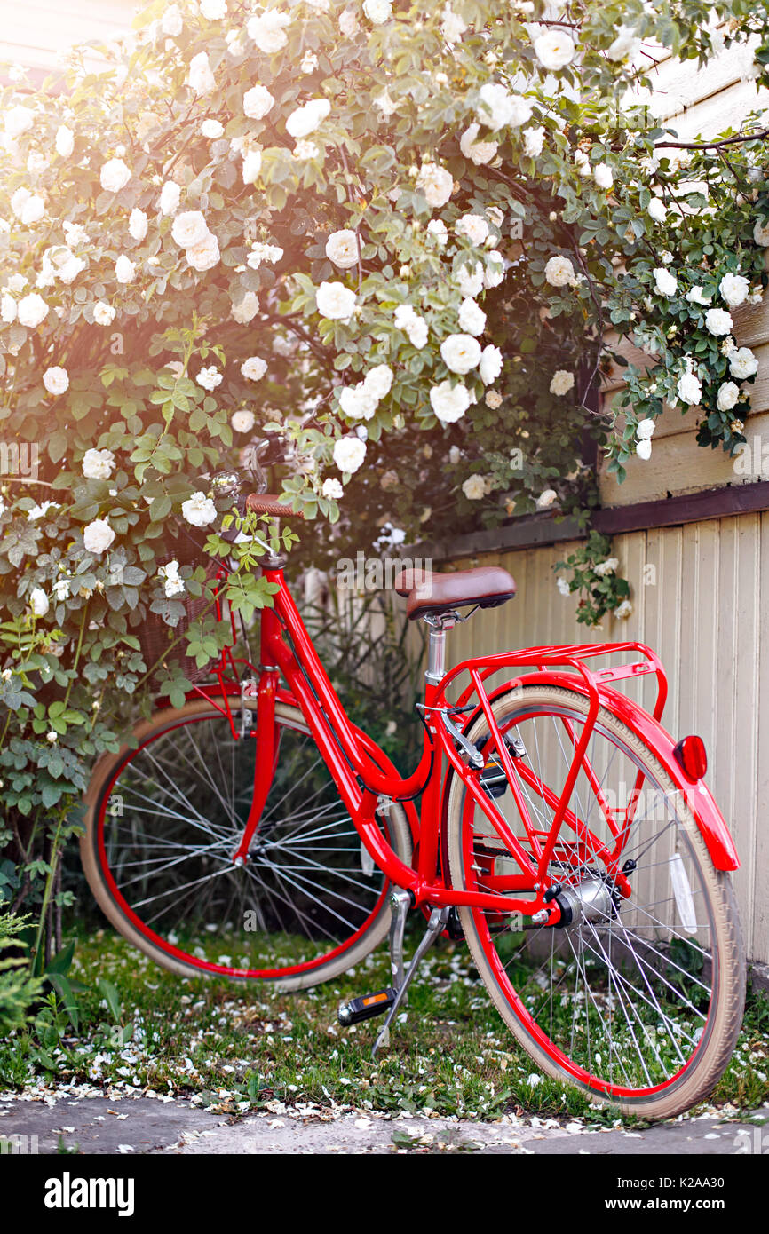Rotes Fahrrad unter einem Busch von der Weißen Rose Stockfoto