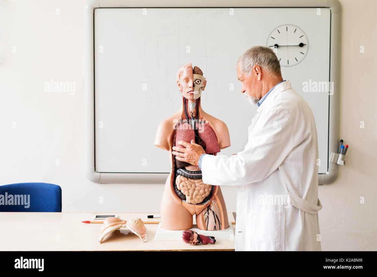Senior Teacher Unterricht Biologie mit der menschlichen Anatomie Modell. Stockfoto