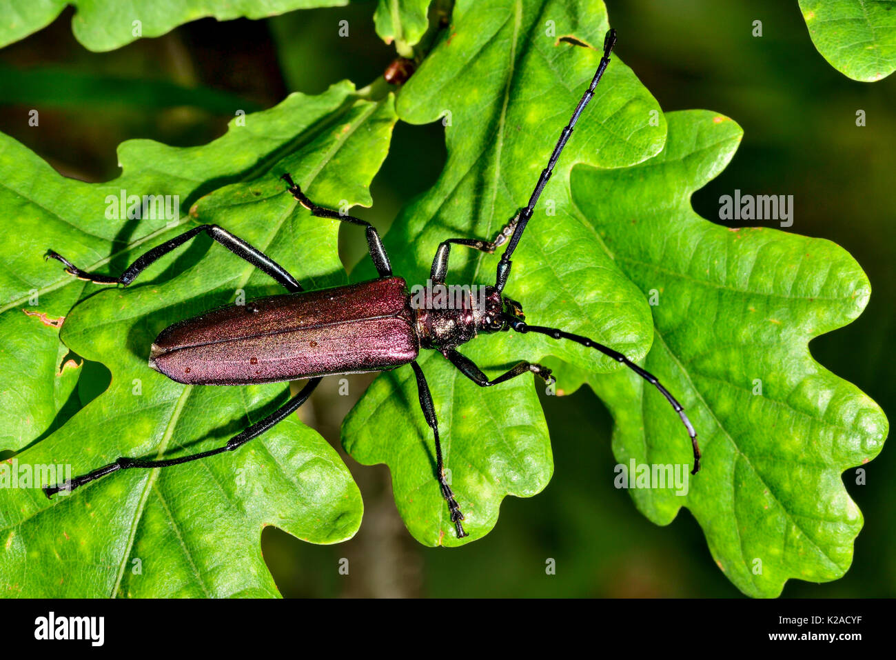 Moschus Käfer Stockfoto