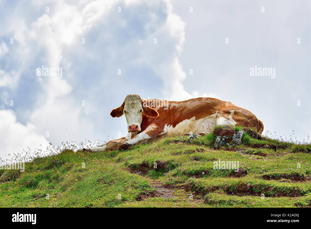 Alpine Kuh auf der Weide genießen Freiheit Stockfoto