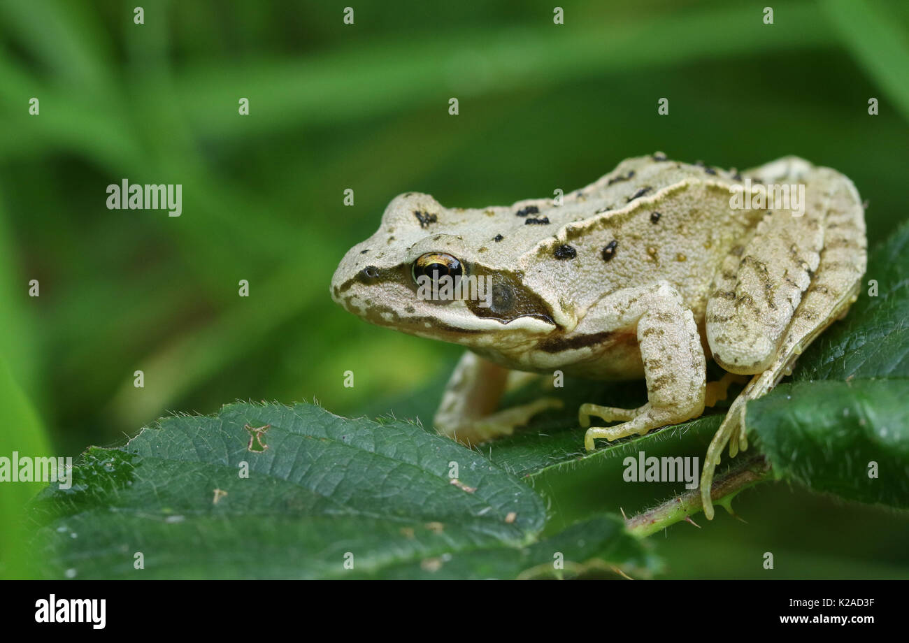 Ein kleiner Grasfrosch oder Europäischen Grasfrosch (Rana temporaria) sitzt auf einem Blatt. Stockfoto