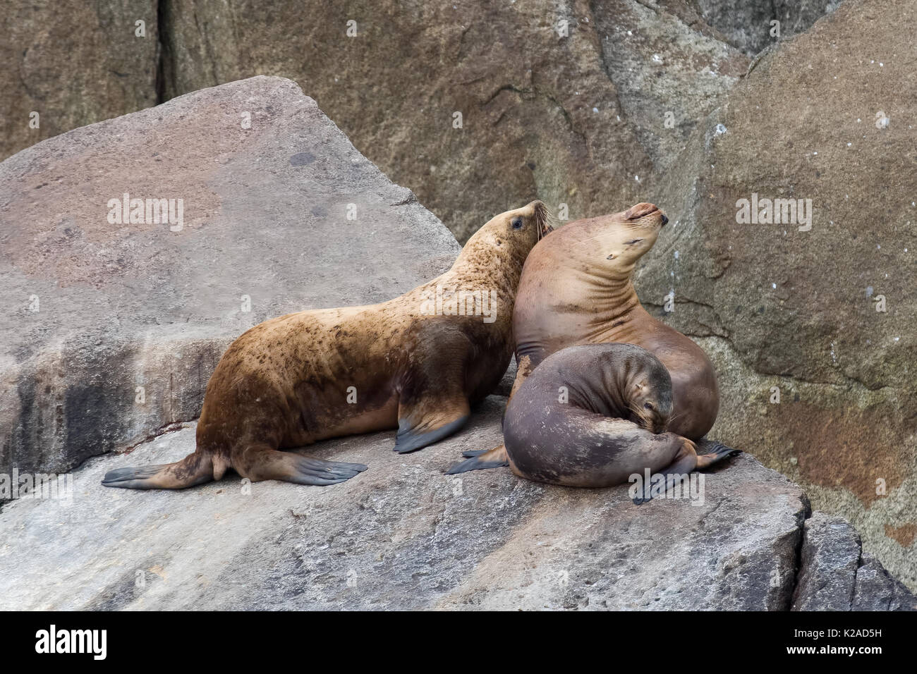 Nördlichen (Steller) Seelöwen Stockfoto