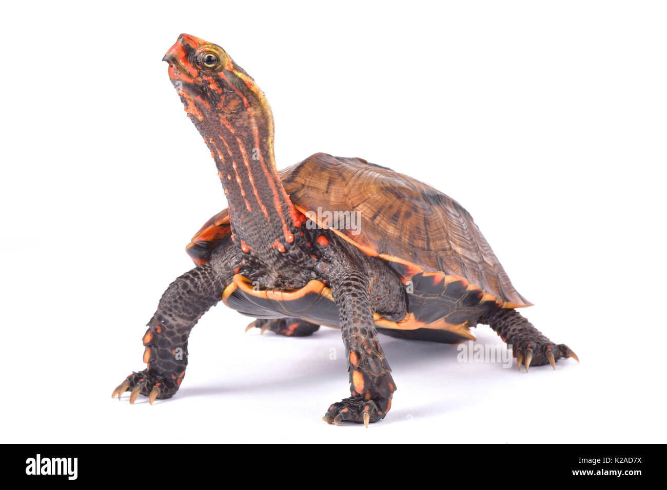 Ryukyu Schwarz-breasted Blatt Schildkröte, Geoemyda japonica Stockfoto