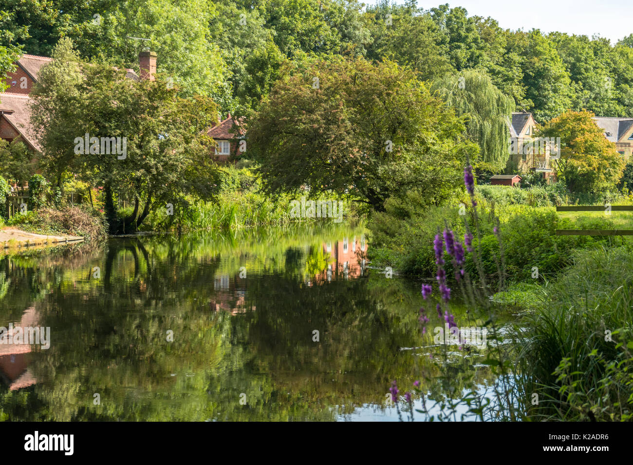Üppige grüne Vegetation entlang des Flusses Itchen in Winchester im Sommer, Hampshire, Großbritannien Stockfoto