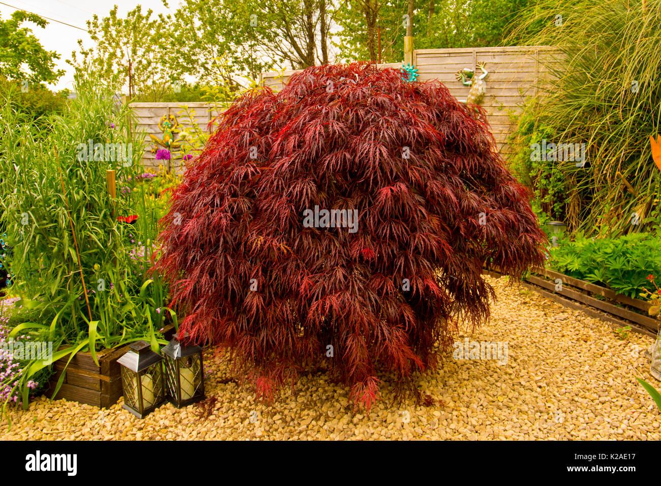 Acer palmatum dissectum zeigt seine tiefvioletten Laub Stockfoto