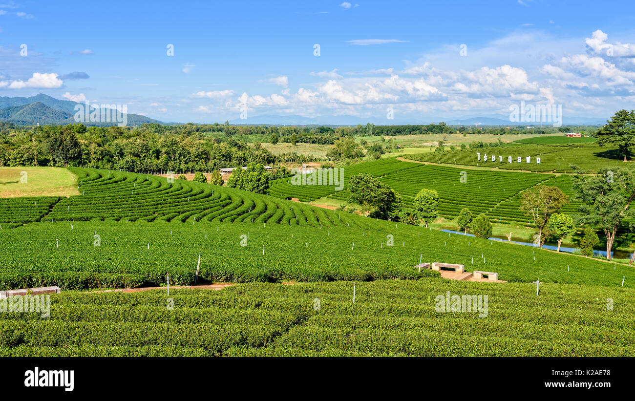 CHIANG RAI, THAILAND - OCT. 26 2016: wunderschöne natürliche Landschaft von Himmel und grünen Tee auf einem Hügel bei Choui Fong Tee Plantage berühmten Touristenattraktion Stockfoto