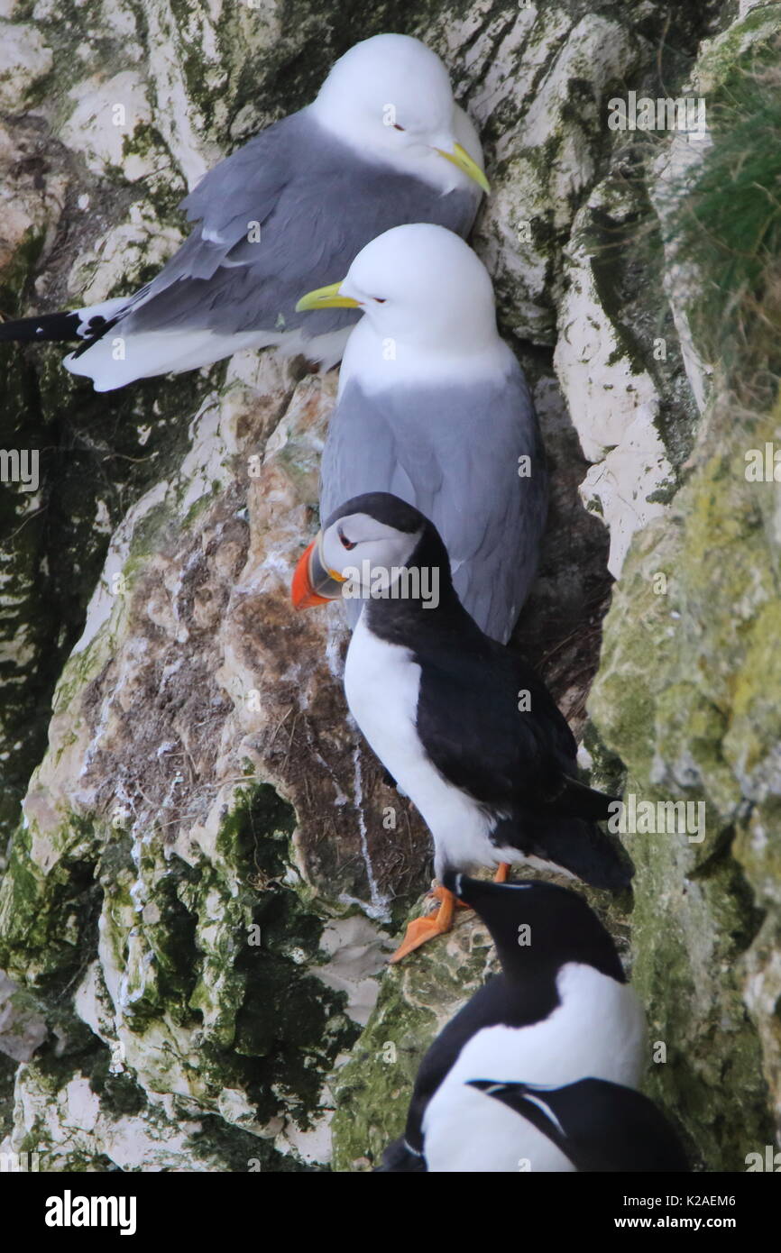 Dreizehenmöwe, Papageientaucher und Tordalken auf einem Felsvorsprung an der RSPB Bempton Cliffs, Großbritannien Stockfoto