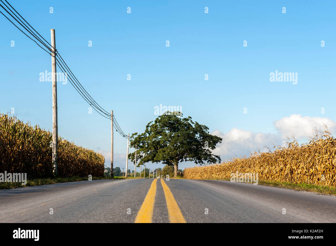 Malerische Aussicht auf eine einsame Eiche Baum UM EINE LANDSTRASSE MIT MAIS ERNTE BEREIT STEHEN AUF BEIDEN SEITEN, LEOLA PENNSYLVANIA Stockfoto