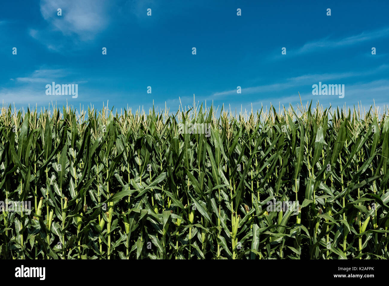 Mid-Summer Feld Mais in Illinois. Stockfoto