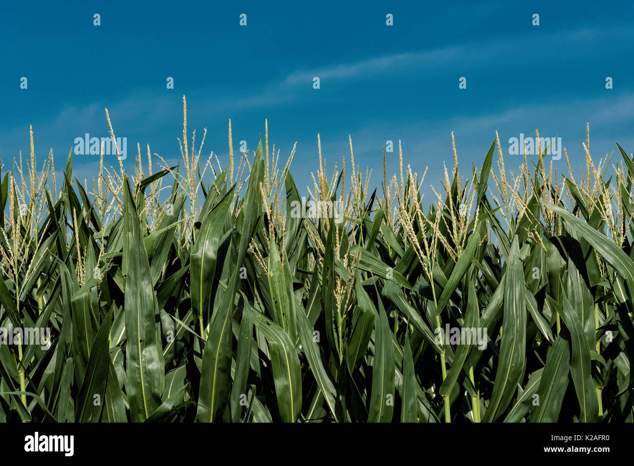 Mid-Summer Feld Mais in Illinois. Stockfoto