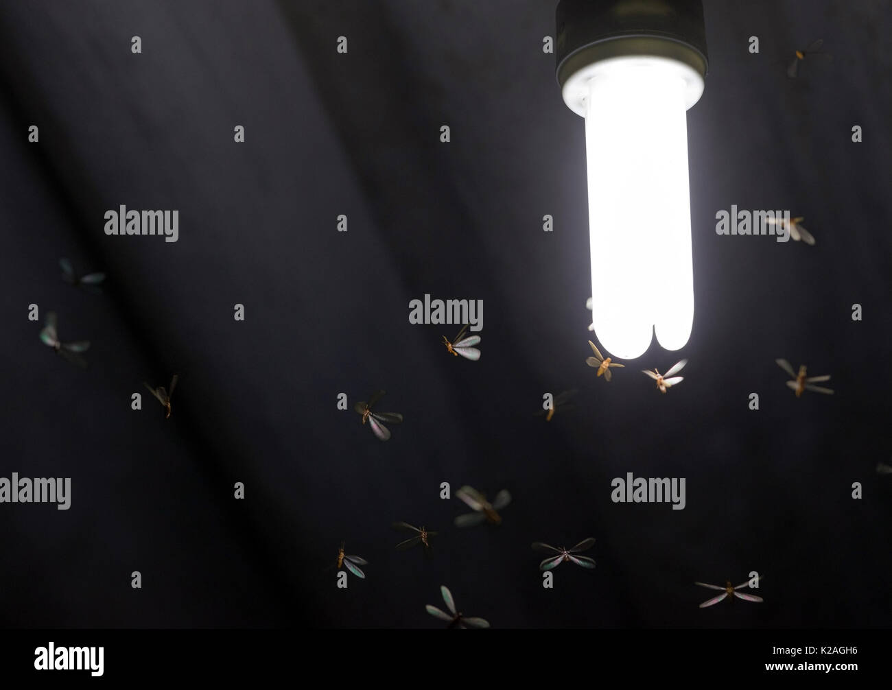 Viele Fliegende Termiten/Motten in der Nähe Umgebung leuchtet eine weiße Lampe auf der Startseite Dach Stockfoto