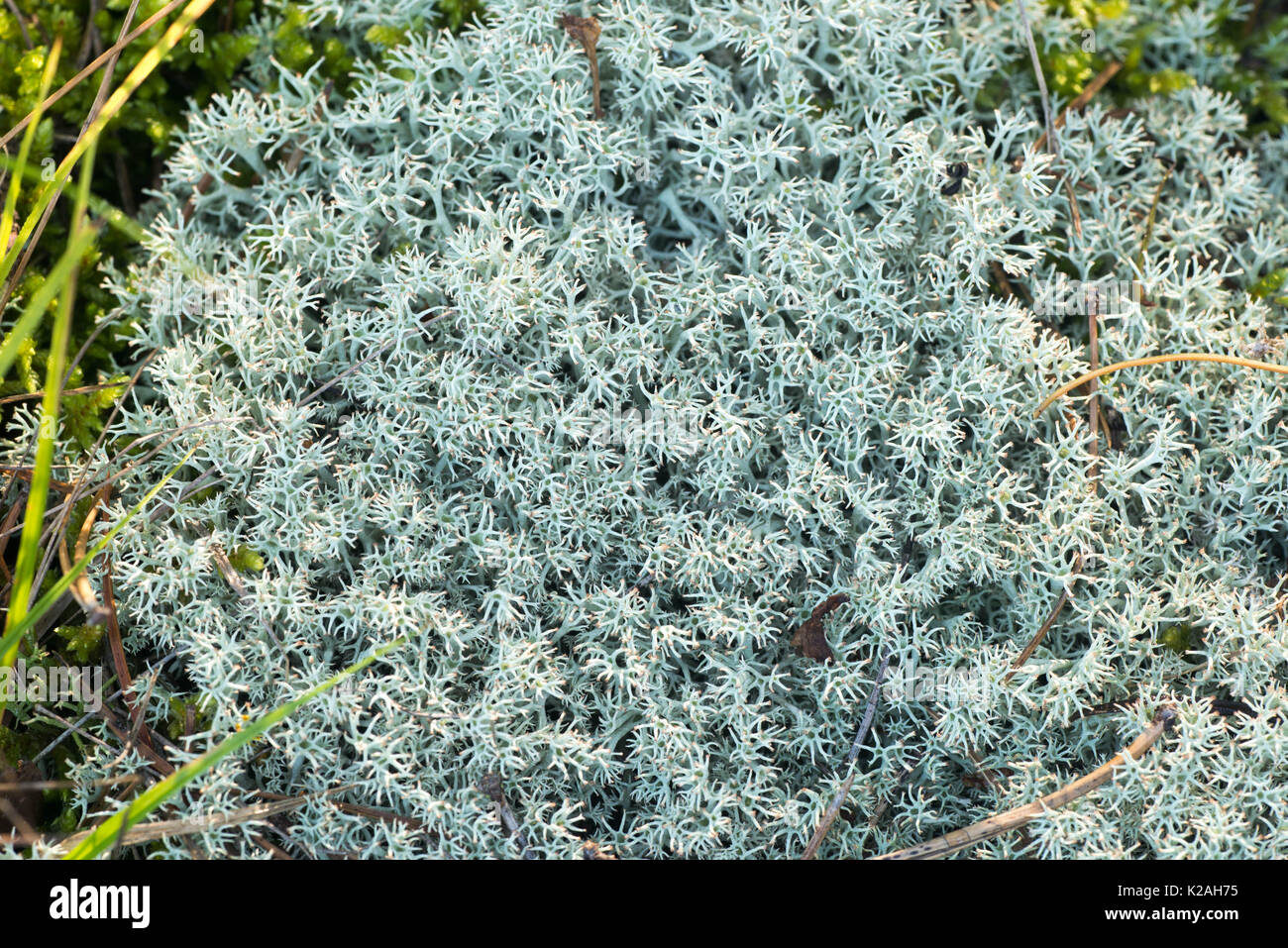 Flechten cladonia in Wald closeup Stockfoto