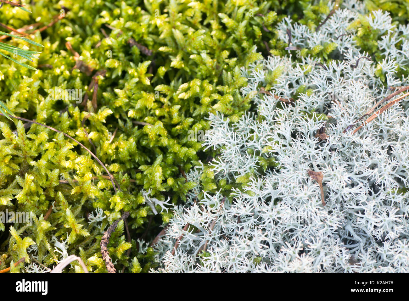 Cladonia Flechten und Moos im Wald closeup Stockfoto