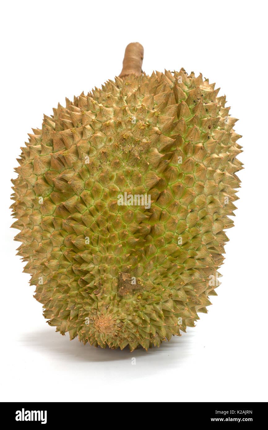 Closeup Mon Thong Durian Frucht auf weißem Hintergrund Stockfoto