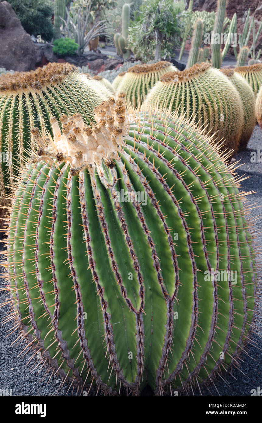 Golden Barrel Kaktus (Mexiko) Stockfoto