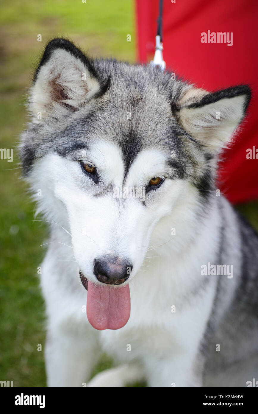 Ein Alaskan Malamute Hund im Alter von 11 Monate alten ein Dorf Dog Show in England. Stockfoto
