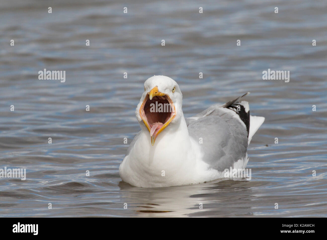 Europäische Silbermöwe (Larus argentatus) entlang der Küste von Moray Firth Chanonry Point, Black Isle, Schottland, Großbritannien Stockfoto